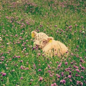 Meet your Posher, Gracie